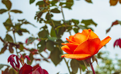 前橋バラ園　薔薇の花