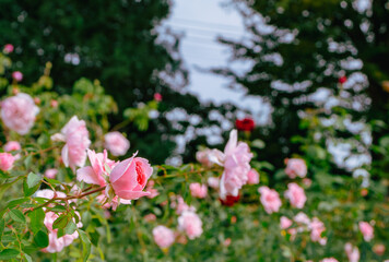 Fototapeta premium 前橋バラ園 薔薇の花99