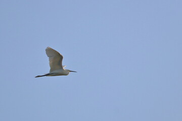 tern