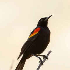 The image is a photograph of a red-winged blackbird perched on a thin branch
