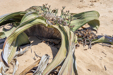 Photo of a Welwitschia mirabilis plant from the Namibian desert in Africa
