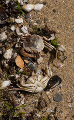 Liocarcinus depurator (Portunus plicatus), sometimes called the harbour crab, or sandy swimming crab. The fauna of the Black Sea. Dead animals.