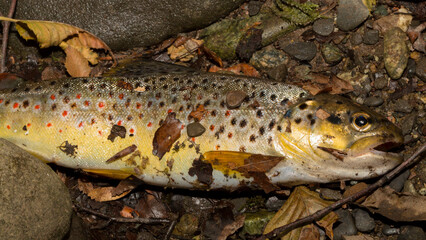 The Black Sea salmon. Salmo trutta labrax. Fishing in the mountain streams of Bulgaria. One fish on earth.