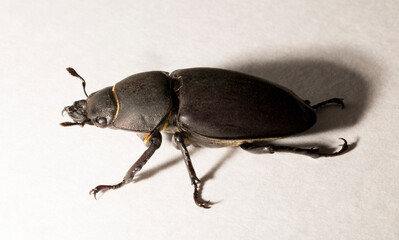 Lucanus cervus is the best-known species of stag beetle (family Lucanidae) in Western Europe. Imago, a female insect on, a white background.