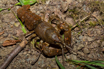Astacus astacus, the European, noble, or broad-fingered crayfish. A female arthropod.