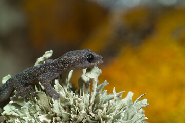Phyllodactylus europaeus,  European Leaf-Toed Gecko, Tyrrh. islands, Corsica, Sardinia, Tunisian islands. Tempio, Sardinia, Italy.