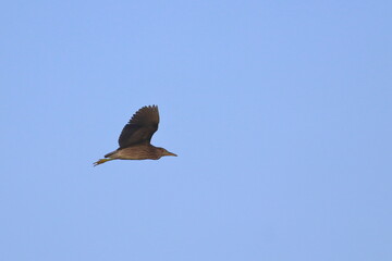 purple heron