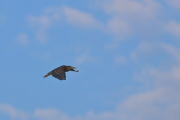 purple heron