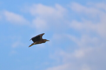 purple heron