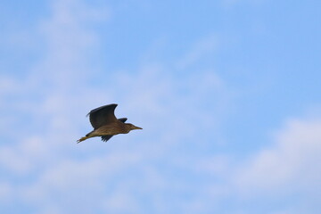 purple heron