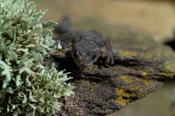 Phyllodactylus europaeus,  European Leaf-Toed Gecko, Tyrrh. islands, Corsica, Sardinia, Tunisian islands. Tempio, Sardinia, Italy.
