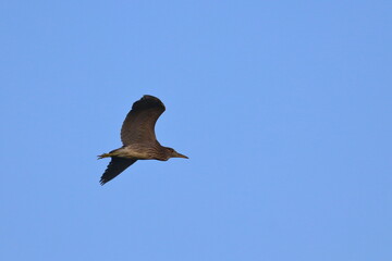 purple heron