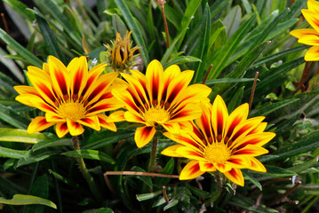gazania flowers in the garden

