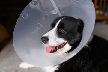 Border Collie dog wears after surgery cone collar to prevent from biting, licking, scratching.