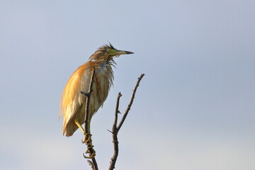 squacco heron