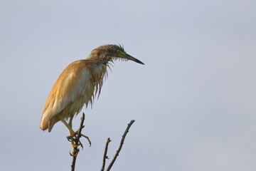 squacco heron