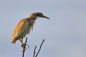 squacco heron