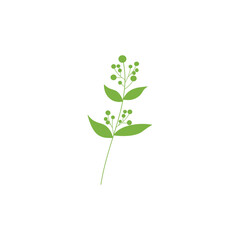 vector illustration of a green plant