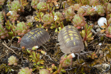 Common pill woodlouse (Armadillidium vulgare) resting on leaf in woodland- Roly poly Sardinia, Italy
