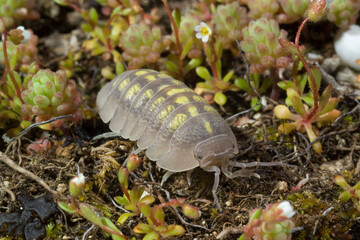 Common pill woodlouse (Armadillidium vulgare) resting on leaf in woodland- Roly poly Sardinia, Italy