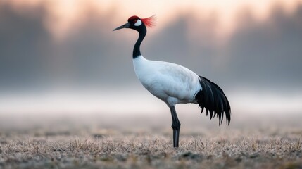 Fototapeta premium Red-crowned crane standing in a field.