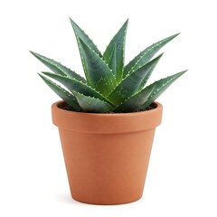 aloe vera plant in pot