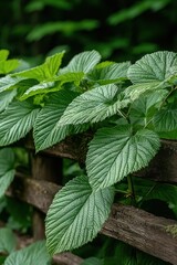 Green leaves growing on a wooden fence.