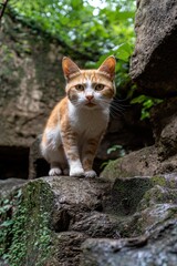 Obraz premium Orange tabby cat standing on a rock in a forest.