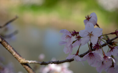 川沿いの桜が満開を迎える