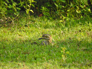 The Indian Thick-knee bird, brown-grey with a yellow eye, is depicted in dense grassy habitat, displaying its camouflage in the presence of sunlight and shadow.