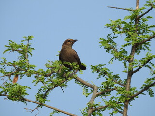 A dark bird (indian robin) with glossy feathers perched on a tree. The tree has light brownish-grey branches with small, vibrant green leaves. The background is a clear blue sky.