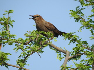 A dark bird (indian robin) with glossy feathers perched on a tree. The tree has light brownish-grey branches with small, vibrant green leaves. The background is a clear blue sky.
