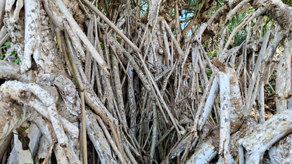 Pandanus trees growing in a natural environment, with their distinctive and prominent aerial roots, emphasizing their characteristic prop roots and adaptability to tropical climates. 