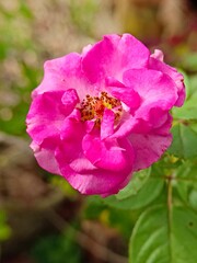 a full bloom pink rose in the garden with blurry background 