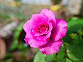 a full bloom pink rose in the garden with blurry background 