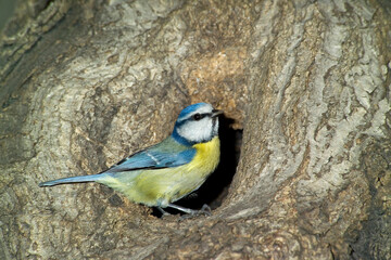 The Eurasian blue tit (Cyanistes caeruleus) on tree at nest. wildlife photo Cinciarella (Parus caeruleus) Alghero, SardiniaThe Eurasian blue tit (Cyanistes caeruleus) on tree at nest. wildlife. Italia