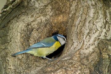 The Eurasian blue tit (Cyanistes caeruleus) on tree at nest. wildlife photo Cinciarella (Parus caeruleus) Alghero, Sardegna. Italia