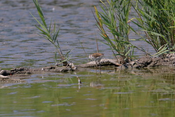 sandpiper