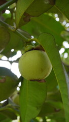 young mangosteen fruit