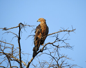 A shot of a honey buzzard perched in a bare tree. Its plumage is tawny brown with darker markings, and it has a pointed beak and dark eye. the background is a clear blue sky.