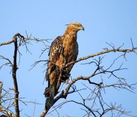 A shot of a honey buzzard perched in a bare tree. Its plumage is tawny brown with darker markings, and it has a pointed beak and dark eye. the background is a clear blue sky.