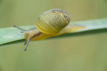 Green Garden Snail (Cantareus apertus) Mollusca (Helix aperta syn: Cantareus apertus) Sardinia Italy.