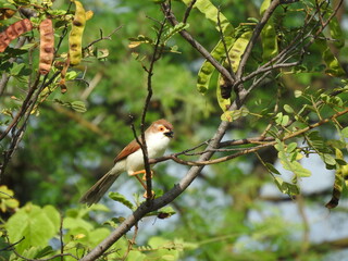 The photo captures a small yellow eye babbler bird on a thorny plant, showcasing its light brown plumage, orange eyes, and slender beak, showcasing life in a harsh habitat.