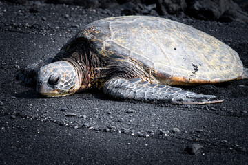 Green turtle having a nap