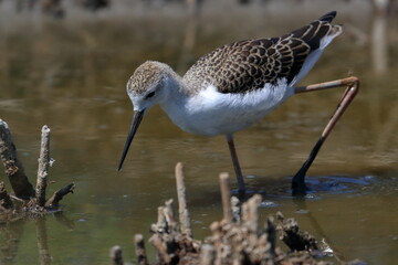 sandpiper