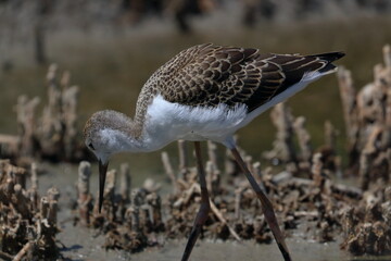 sandpiper