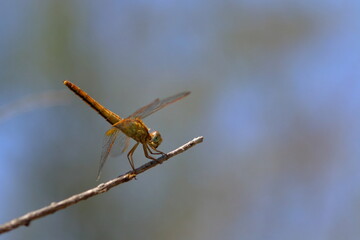 dragonfly