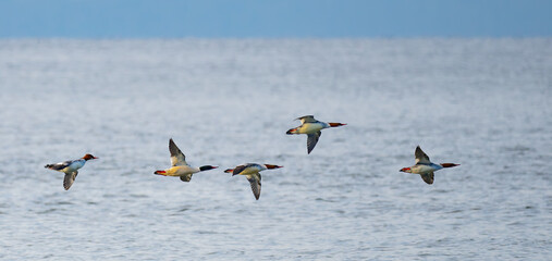 Flock of Common Mergansers in Flight Over Puget Sound