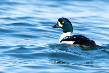 Barrow's Goldeneye Duck on Puget Sound