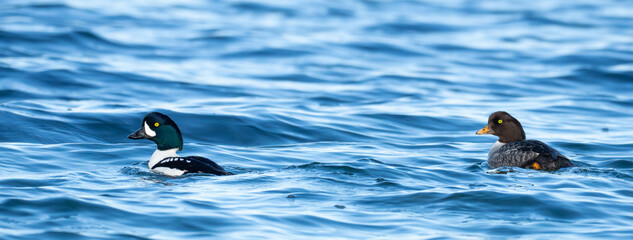 Barrow's Goldeneye Duck on Puget Sound